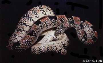 Rhinocheilus lecontei, photo by Carls S. Lieb