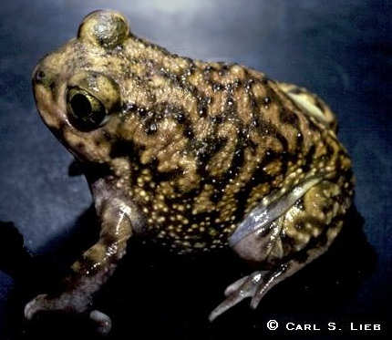 Couch's Spadefoot, Scaphiopus couchii. Carl S. Lieb photograph.