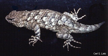 Carl S. Lieb Photo: Sceloporus clarkii