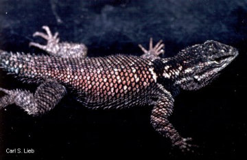 Carl S. Lieb Photo: Sceloporus jarrovii