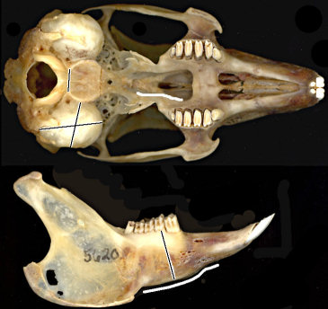 Sylvilagus audubonii skull and mandibles showing discriminatory characters