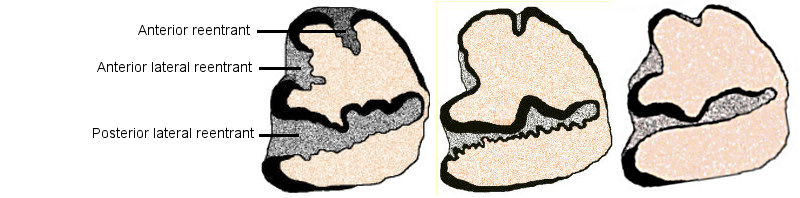Drawings of p3s of Sylvilagus audubonii, Sylvilagus nuttallii, and Sylvilagus cognatus.