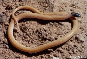Tantilla nigriceps, photo by Carls S. Lieb