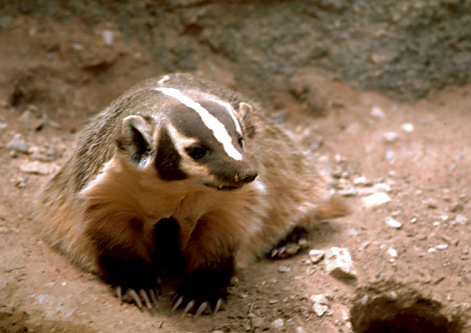 Photograph of Taxidea taxus