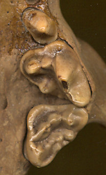 Left P3, P4, and M1 of Taxidea taxus