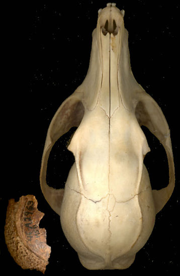 Dorsal view of Urocyon skull and parietal fragment of fossil Urocyon