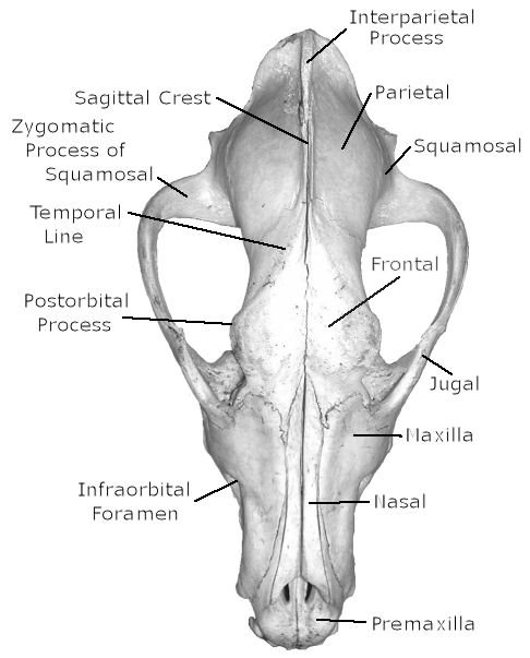 Dorsal view of labeled wolf skull