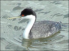National Park Service photo by Will Elder, Western Grebe