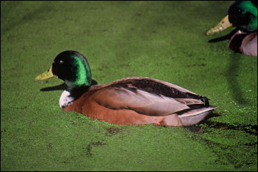 Anas platyrhynchos, photo by Lee Karney, U.S. Fish and Wildlife Service