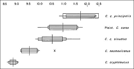 Partial shaft of fossil Corvus cryptoleucus ulna