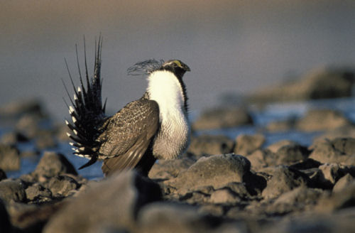Centrocercus urophasianus, photo by Dave Menke, US Fish and Wildlife Service