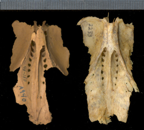 Centrocercus urophasianus fossil and modern synsacral region