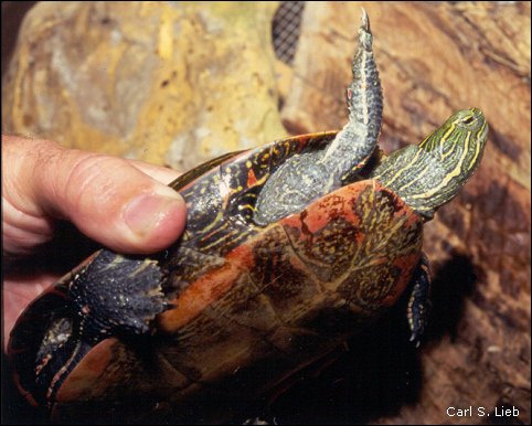 Chrysemys picta