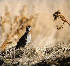Colinus virginianus, US Fish and Wildlife Service photograph
