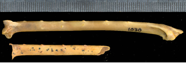 Partial shaft of fossil Corvus cryptoleucus ulna