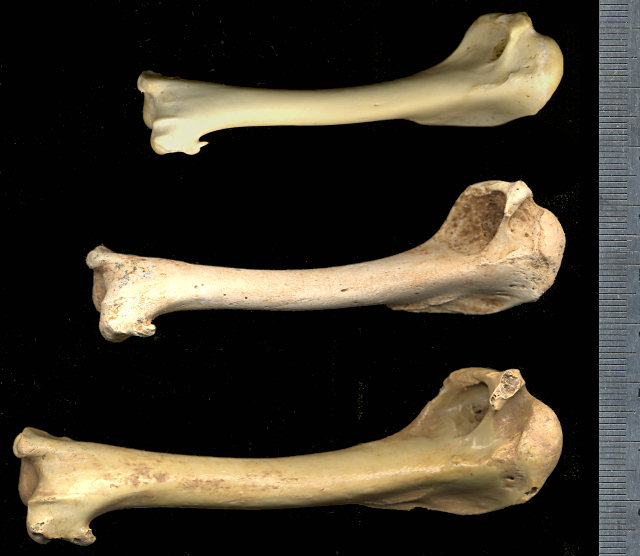 Humerus of modern Corvus cryptoleucus, fossil Corvus neomexicanus, and fossil Corvus corax