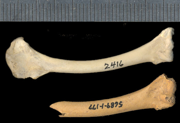 Fossil Geococcyx californianus conklingi and modern G. c. californianus humeri