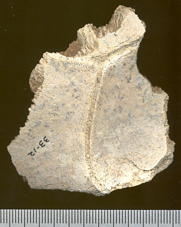 Peripheral of Cf. Gopherus