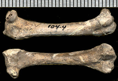 Femur 104-4