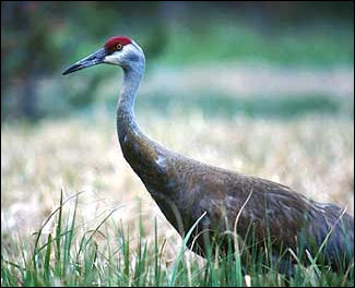 NPS photo of Sandhill Crane