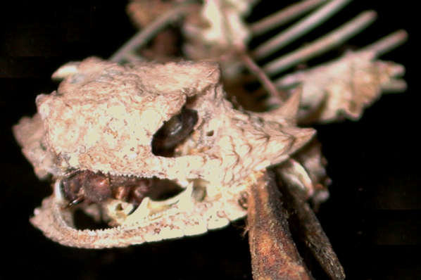 Horned lizard impaled by a shrike