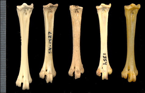 Comparison of tarsometatarsi of Tympanuchus spp.