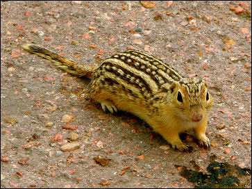 Thirteen-lined Ground Squirrel