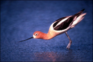American Avocet