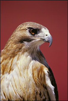 Buteo jamaicensis, photograph by Beth Jackson, US Fish and Wildlife Service