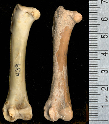 Carthartes femur; modern and U-Bar Cave