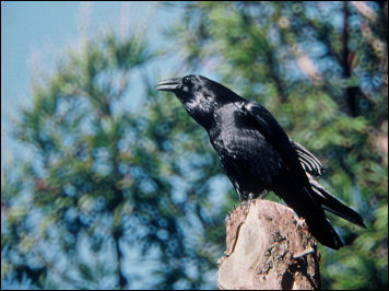 Common Raven. USF&WS, photograph by Lee Karney