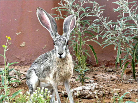 Lepus californicus, image by Lauri Lear