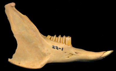 Right dentary of fossil Sylvilagus nuttallii