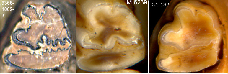 Lower third premolars of three species of Sylvilagus