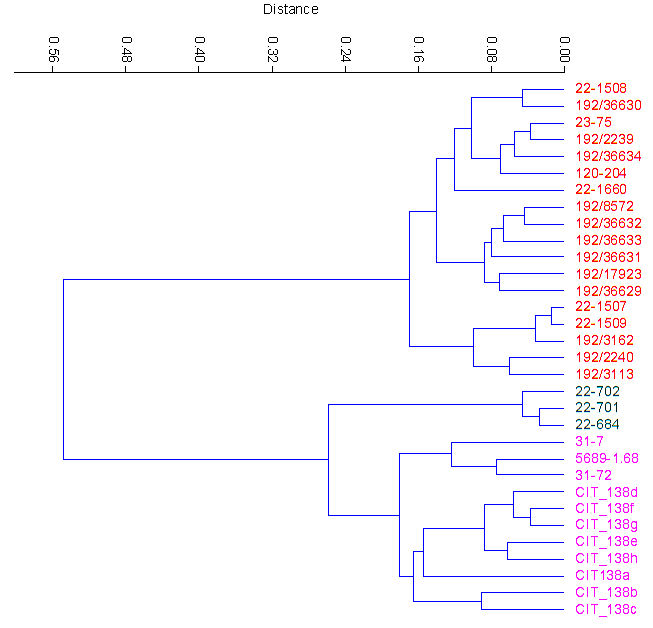 cluster dendrogram of second phalanges of three species of Equus
