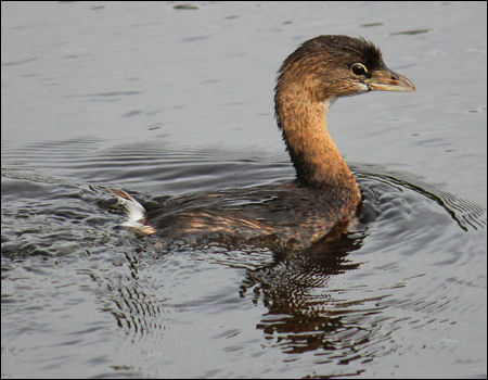 US Fish and Wildlife Service photo, Western Grebe
