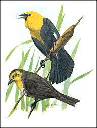 Louie Fuertes image of Xanthocephalus xanthocephalus