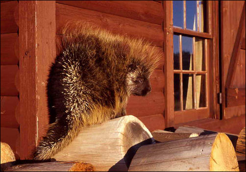 Erethizon dorsata