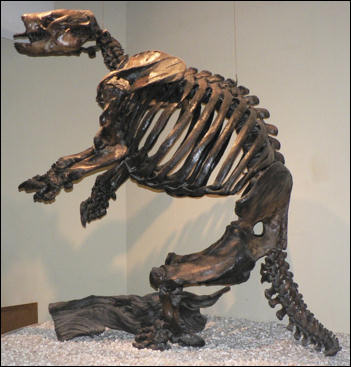 Skeleton of Paramylodon harlani