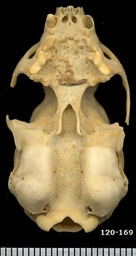 Ventral view of a fossil Mustela frenata skull