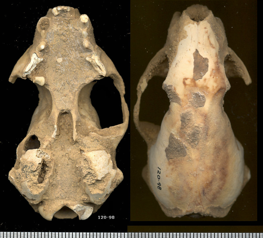 Ventral and dorsal views of a fossil Mustela nigripes skull