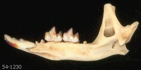 Medial view of right dentary of the Lease Shrew (Cryptotis parva)