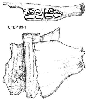 Partial right dentary with p2-p3 of Nannippus peninsulatus