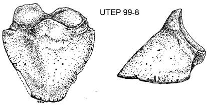 Phalanx III, dorsal and lingual views, Nannippus peninsulatus