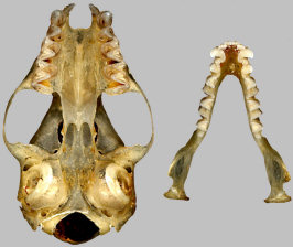 Pallid bat (Antrozous pallidus), ventral view of skull and dorsal view of lower jaws