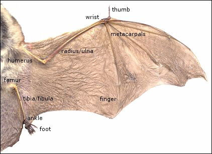 Bat wing and associated tissues