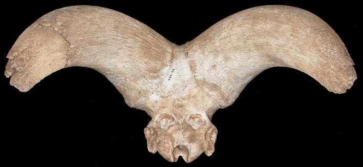 Bighorn skull and horn cores