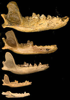 Fossil dentaries of five species of canids
