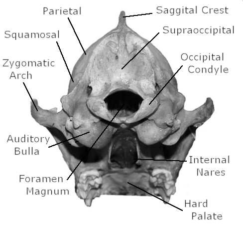 Posterior skull of Canis latrans