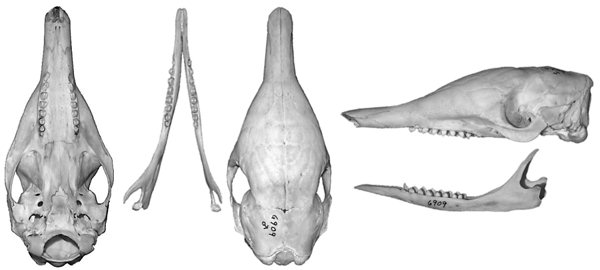 Skull and mandibles of Dasypus novemcinctus